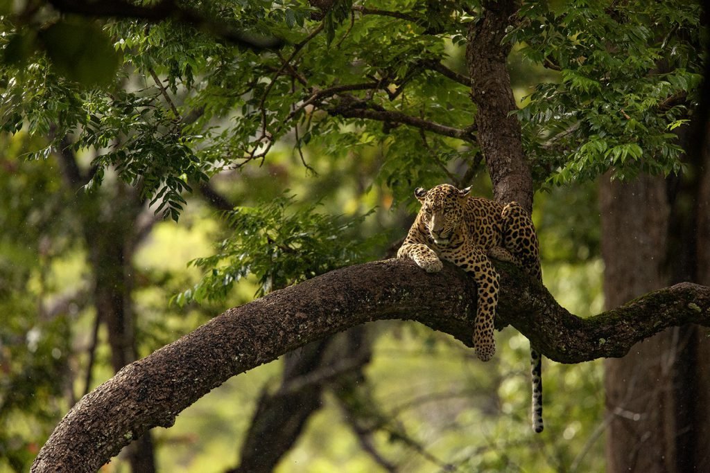 A Lounging Leopard in the Rain and Golden Light | Ameliya Safaris
