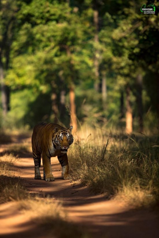 Tiger | Ameliya Safaris