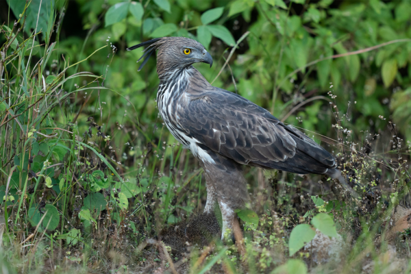 Eagle | Ameliya Safaris