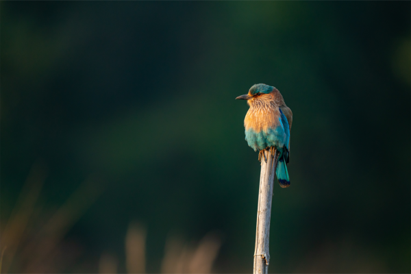Indian Roller | Ameliya Safaris | Birding