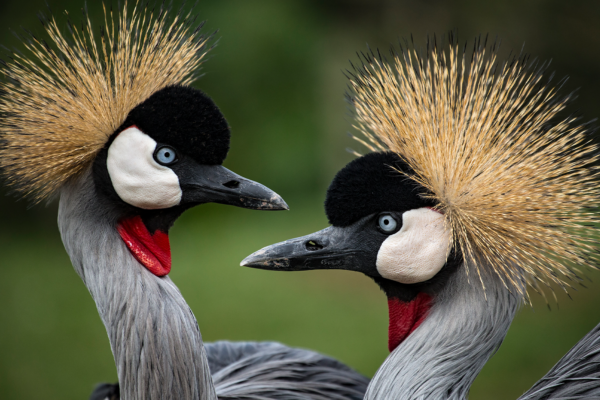Grey Crowned Crane | Ameliya Safari