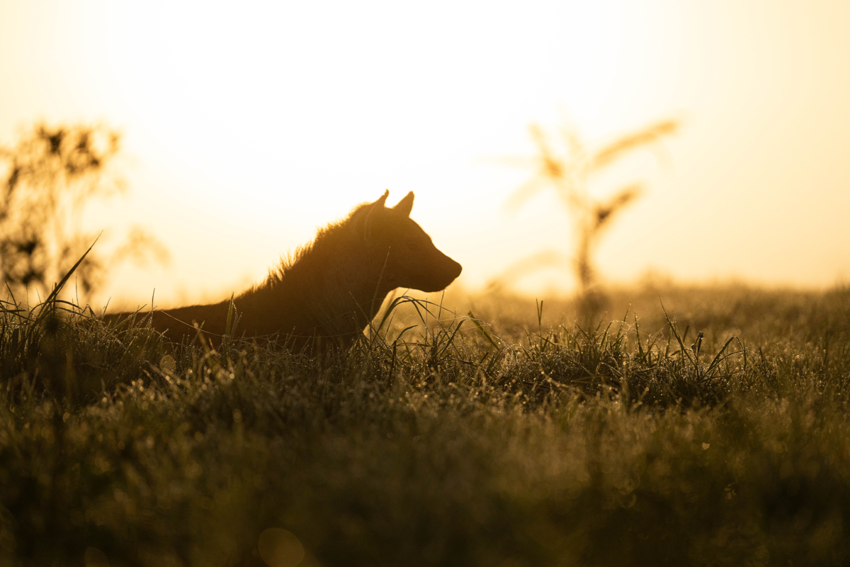 Ameliya Safaris | Hyenas safari scavengers