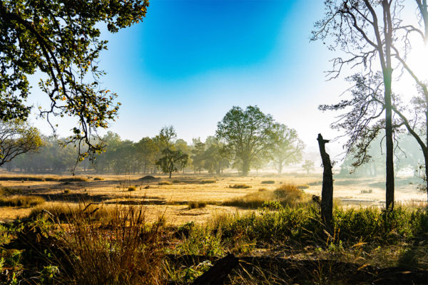 Kanha Landscape | Ameliya Safaris | tiger safari india