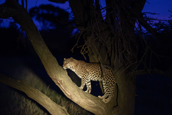 Night jungle safari in africa