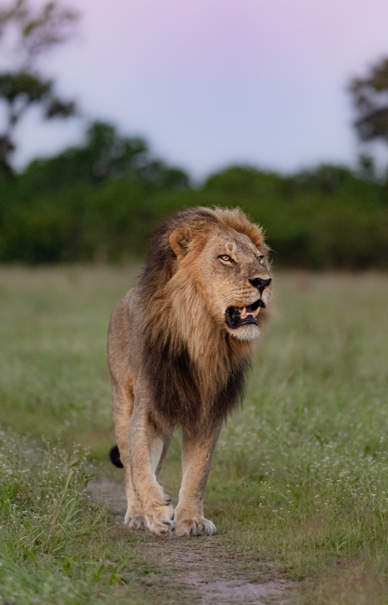 luxury safaris tour in kenya