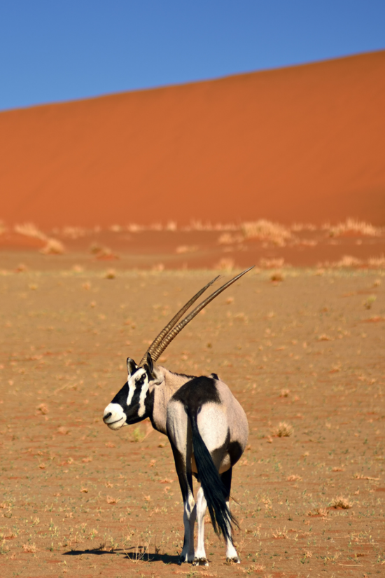 wildlife safari destinations- Namibia | Ameliya safaris