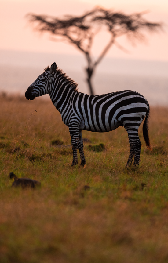 Zebra | Ameliya Safaris