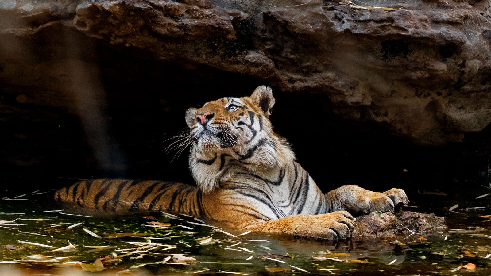 Indian Tiger | Ameliya Safaris